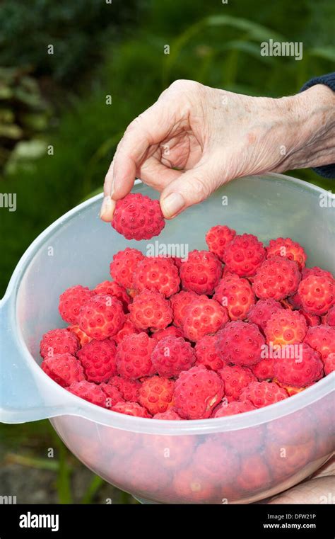 Image result for Hand Sorting Method