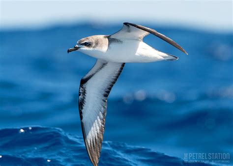 Image result for Petrel Features