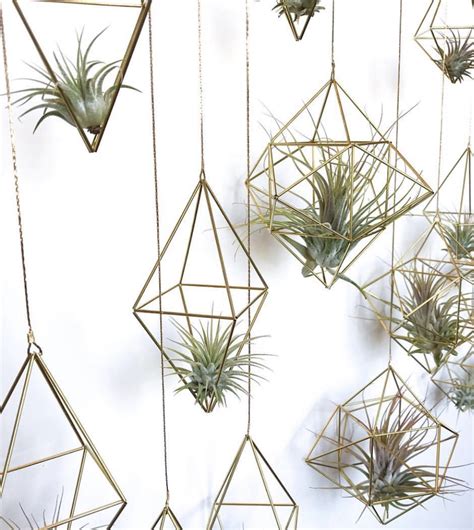 Air Plant Display Ideas 的图像结果