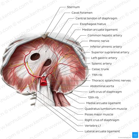 Diaphragm: Location, anatomy, innervation and function | Kenhub