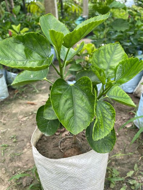 Hibiscus Plants for Sale | Buy Hibiscus Plant Online | Hibiscus Plants ...