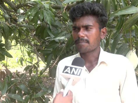 Mango farmers in Madurai leave produce to rot as prices crash to Rs 3 ...