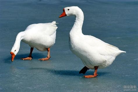怎样辨别白色的鸭子和鹅? - 知乎