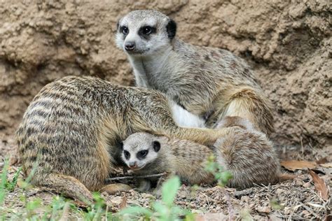 Image result for Bash Script Variable Types