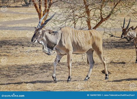 Close Up Photo of Giant Eland, Also Known As the Lord Derby Eland in ...