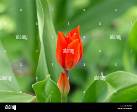 Red garden tulip in spring Stock Photo - Alamy