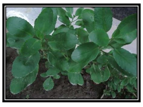 Image result for Class 8 Science Lesson 1