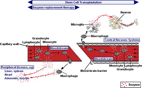 The Clinical Outcome of Hurler Syndrome after Stem Cell Transplantation - Biology of Blood and ...