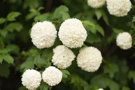 How to Care for Snowball Bushes | White Flowers in Hydrangea Garden