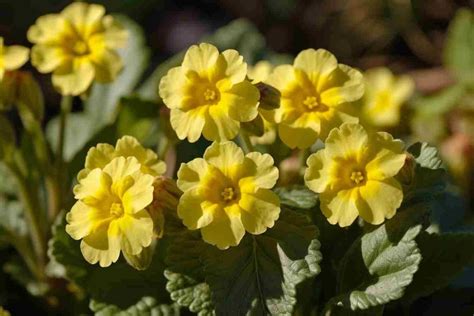 Image result for Spring Flower Types