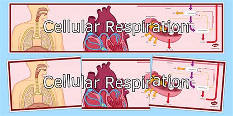 Cellular Respiration Display Banner