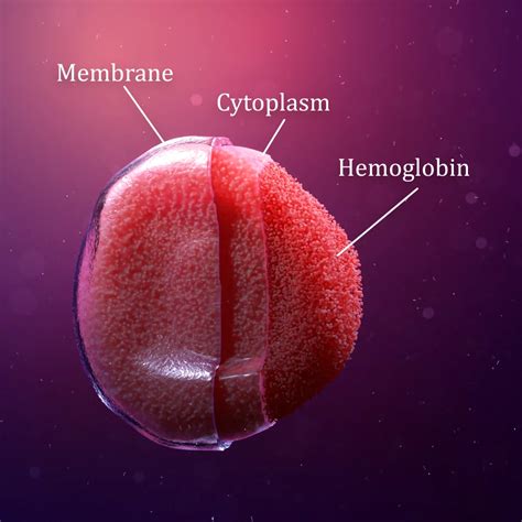 Red Blood Cells Diagram