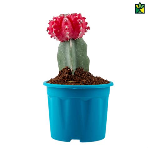 Moon Cactus - Gymnocalycium Mihanovichii- Order Online