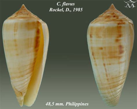 Image result for Cone Shell Venom