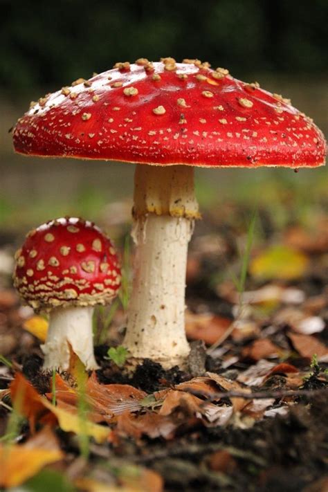 Image result for Mushroom Huge Dataset Classification Python