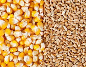 Farmeducon Research Foundation | Home