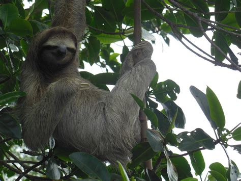 🔥 Did you know that in Spanish, sloths are known as los perezosos ("the ...