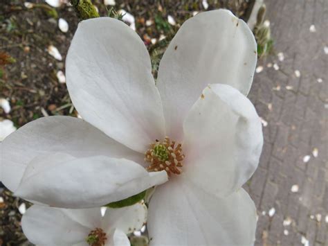 Magnolia kobus 'Norman Gould' - magnolia 'Norman Gould' | National ...