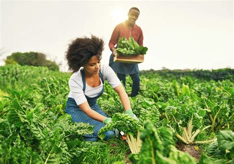 Agriculture in Uganda: Challenges And Innovations for Sustainable Growth - Afro Discovery