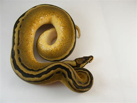 Image result for D Stripe Ball Python