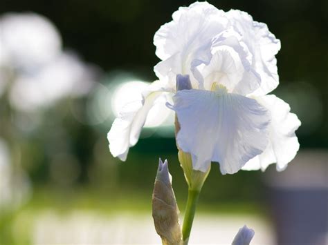 Meaning Of White Iris Flowers at Janet Simmons blog