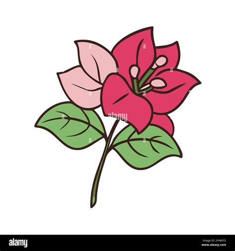 Bougainvillea Flower Drawing