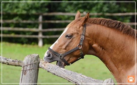 Do Horses Have Udders? Surprising Facts - VIVO Pets