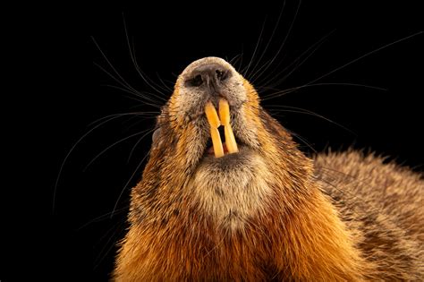 ANI049-00067 - Joel Sartore
