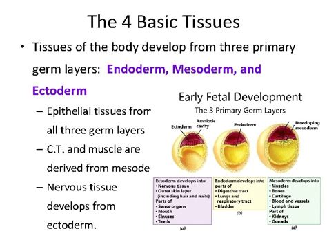 Basic Tissues 的图像结果
