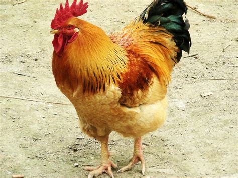 鸡象征着什么 鸡的象征意义_百度知道