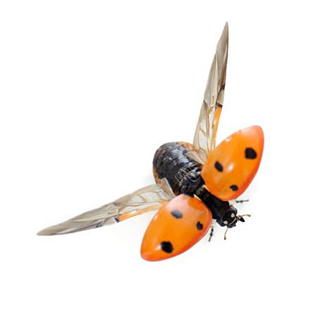 Image result for Ladybug Insect Flying
