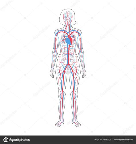 Image result for Circulatory System Drawing