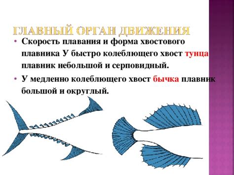 Общая характеристика хрящевых и костных рыб 7 класс - биология, презентации