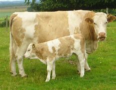 Image result for calf