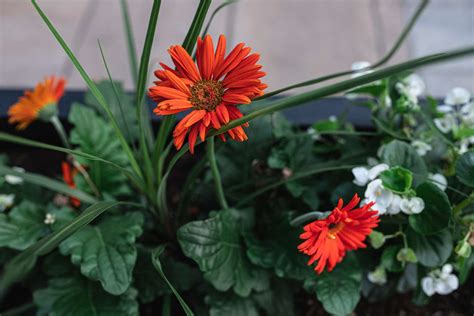 How to Grow and Care for Gerbera Daisies