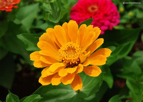 Flowers - Y , yellow rose