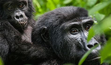 Crown Jewel of East Africa: Uganda’s Most Brilliant Tribe Revealed