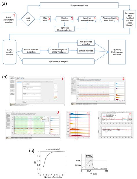 Evaluation of Spatiotemporal Patterns of the Spinal Muscle Coordination ...