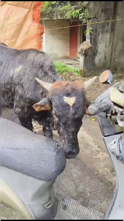 Karishma Jayaswal | Lumpy virus a deadly skin infection that has been effecting cattle since ...