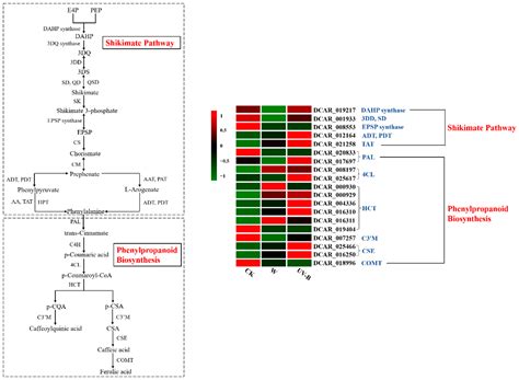 Comparative Transcriptome Analysis Reveals the Molecular Mechanism of ...