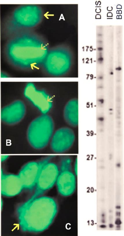 Image result for Homogeneous Pattern