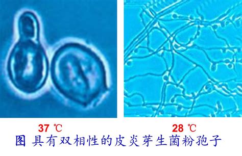 霉菌的形态结构及其繁殖方式_广州晶傲新材料科技有限公司