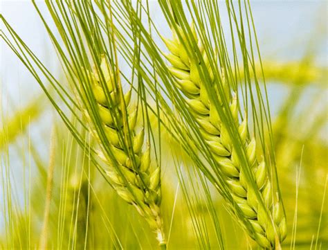 世界上最早种植水稻的国家是哪个 世上最早种水稻的国家是什么国家 - 天气网