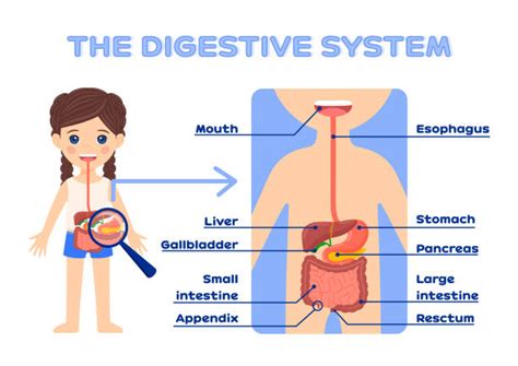 Image result for Child Digestive System