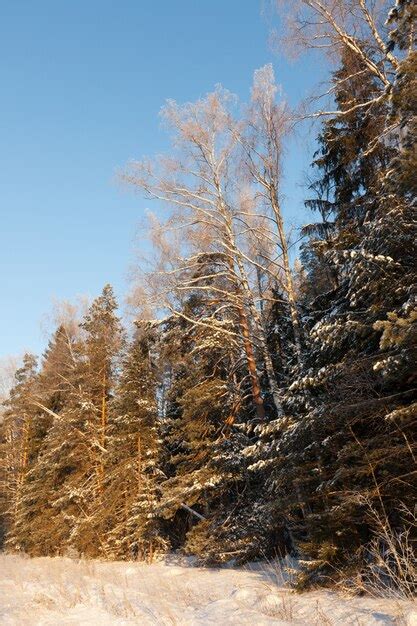 Winter forest in sunny day | Free Photo