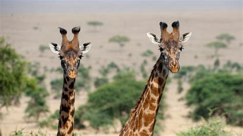 Habitat Loss Giraffes at Arthur Poulsen blog