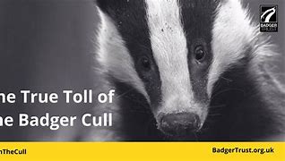 Image result for cull