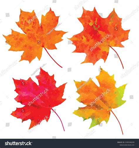 Fall Leaves Vector Picture Set Maple Stock Vector (Royalty Free ...