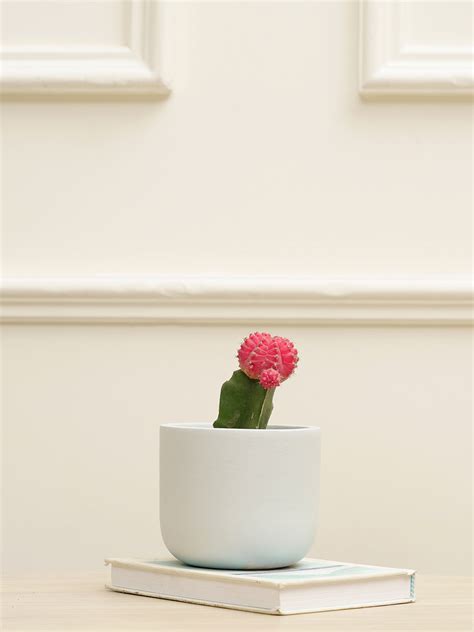 Jeanie Planter – Purezento