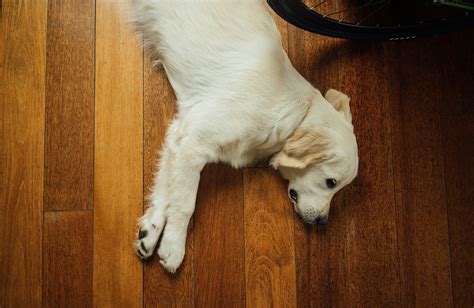 Syncope in Dogs: All You Need to Know About Dog Fainting